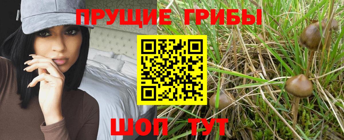 как найти закладки  Псилоцибиновые грибы Magic Shrooms  Котлас  Вход с VPN  Галлюциногенные грибы MAGIC MUSHROOMS 